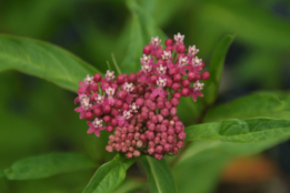 Asclepias incarnata Rode zijdeplant bestellen